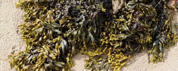 Botanical Facts | Seaweed Extract: Skincare from the Sea