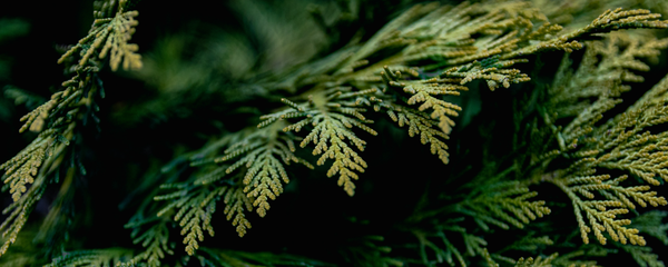 Botanical Facts | Canadian-Made Essential Oils: Cedar and Spruce