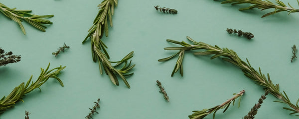 Botanical Facts - Rosemary Extract for Skin & Hair