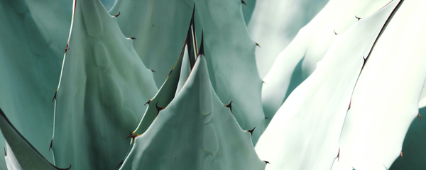 Botanical Facts - Aloe