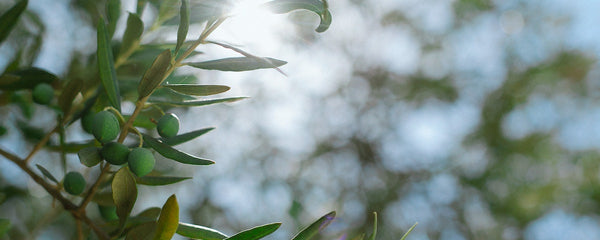 Botanical Facts | Skin-friendly "Silicones" from Olive Oil?
